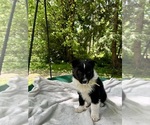 Small #4 Border-Aussie