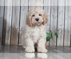 Cock-A-Poo Puppy for sale in MARIETTA, GA, USA