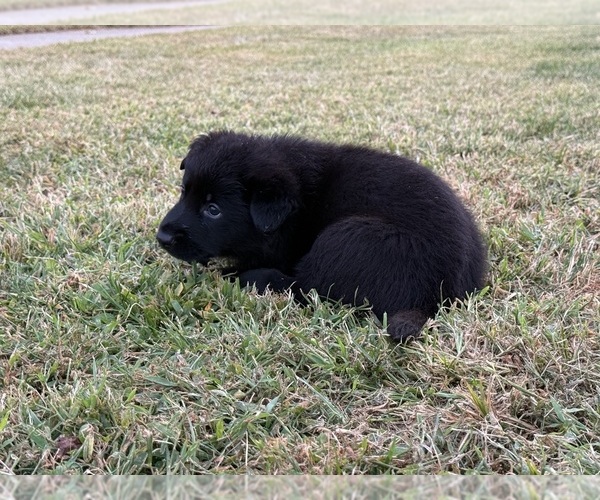 Medium Photo #5 German Shepherd Dog Puppy For Sale in HAMILTON, VA, USA