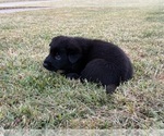 Small #4 German Shepherd Dog