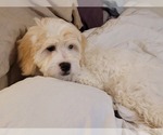 Small #2 Lhasa-Poo