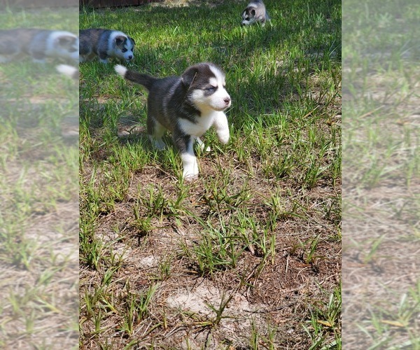 Medium Photo #21 Siberian Husky Puppy For Sale in BROOKSVILLE, FL, USA