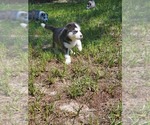 Small Photo #21 Siberian Husky Puppy For Sale in BROOKSVILLE, FL, USA