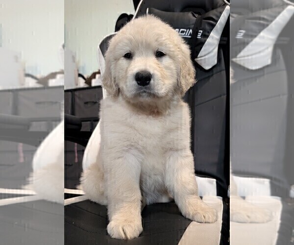 Medium Photo #1 Golden Retriever Puppy For Sale in MODESTO, CA, USA