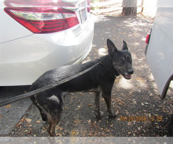 Medium Photo #1 Holland Shepherd-Unknown Mix Puppy For Sale in Santa Rosa, CA, USA