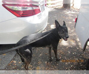 Holland Shepherd-Unknown Mix Dogs for adoption in Santa Rosa, CA, USA