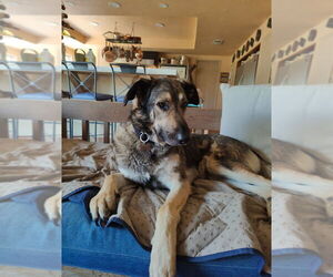 Frank - Male German Shepherd Dog-Unknown Mix Dog for Adoption - Photo #4