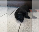 Small Photo #21 Labrador Retriever Puppy For Sale in SHELBYVILLE, IN, USA