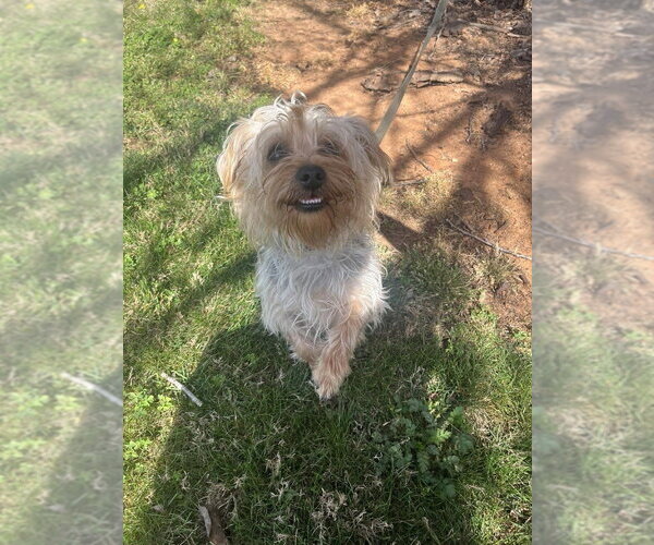 Medium Photo #1 Mutt Puppy For Sale in Candler, NC, USA