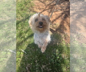 Mutt Dogs for adoption in Candler, NC, USA