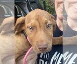 Small #1 Mutt