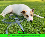 Small #1 German Shepherd Dog Mix