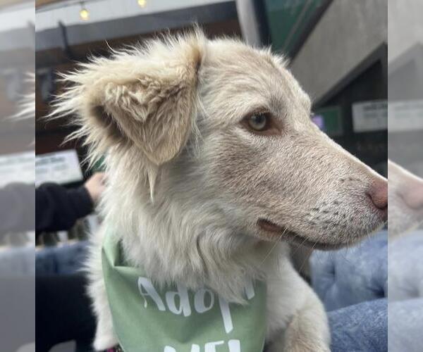 Medium Photo #7 Golden Retriever-Unknown Mix Puppy For Sale in San Diego, CA, USA
