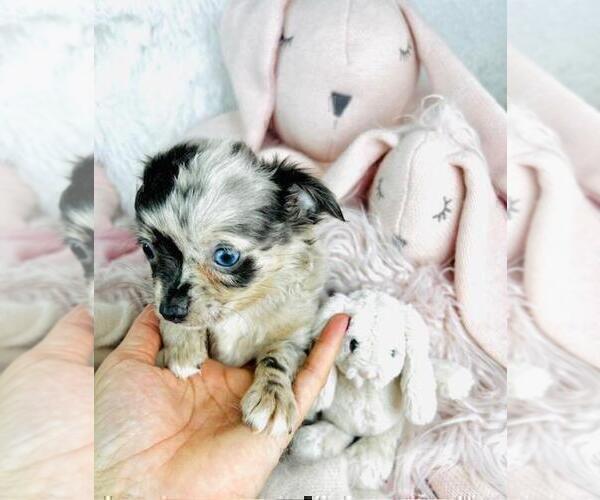 Medium Photo #15 Chihuahua Puppy For Sale in AVONDALE EST, GA, USA