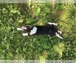 Small #2 Australian Cattle Dog-Jack Russell Terrier Mix