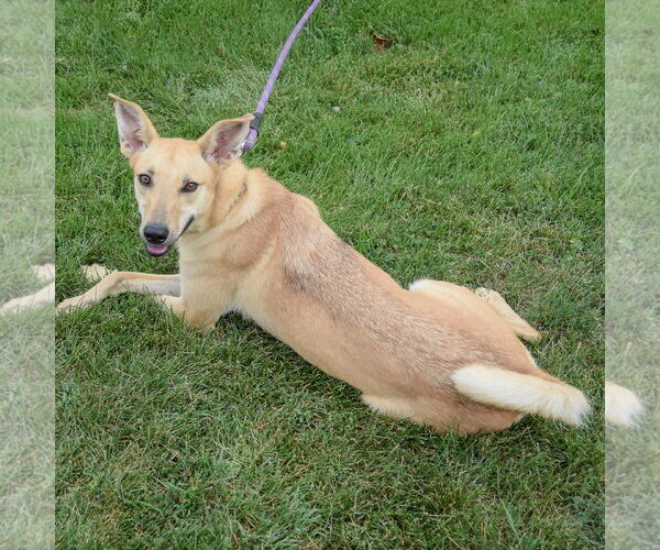Medium Photo #9 Shiba Inu-Unknown Mix Puppy For Sale in Huntley, IL, USA