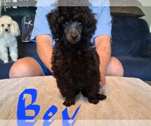 Poodle (Toy) Puppy for sale in NASHVILLE, GA, USA