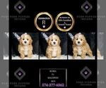 Puppy Bubba F1 Maltipoo