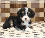 Small #1 Bernedoodle (Miniature)-Cavapoo (Miniature) Mix