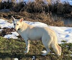 Small Photo #1 German Shepherd Dog Puppy For Sale in CARDINGTON, OH, USA