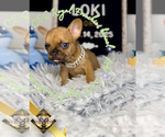 Small #3 French Bulldog