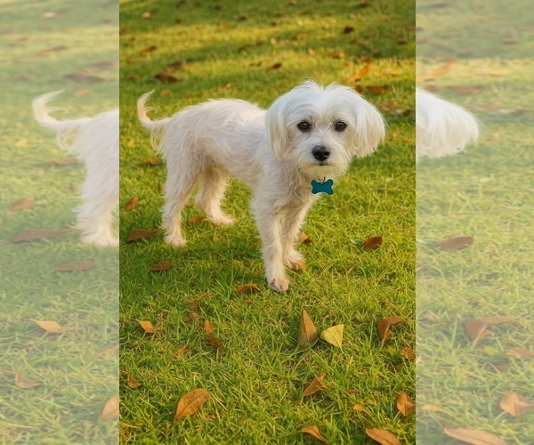 Medium Photo #1 Mutt Puppy For Sale in Gulfport, MI, USA