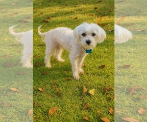 Mutt Dogs for adoption in Gulfport, MI, USA