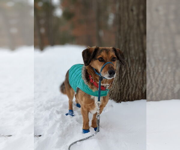 Medium Photo #3 Pembroke Welsh Corgi-Unknown Mix Puppy For Sale in Minneapolis, MN, USA