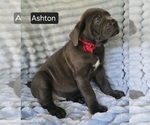 Small #6 Cane Corso