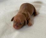 Puppy 2 Dachshund