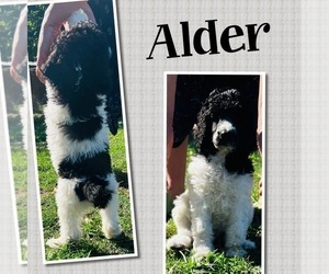 Poodle (Standard) Puppy for Sale in GARWOOD, Texas USA