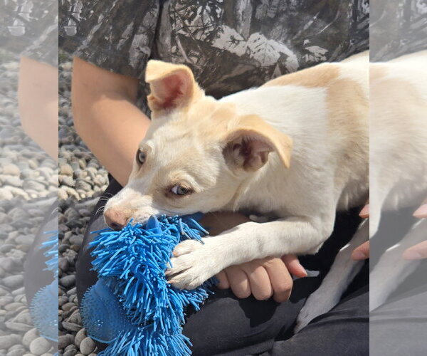 Medium Photo #5 Whijack Puppy For Sale in Peralta, NM, USA