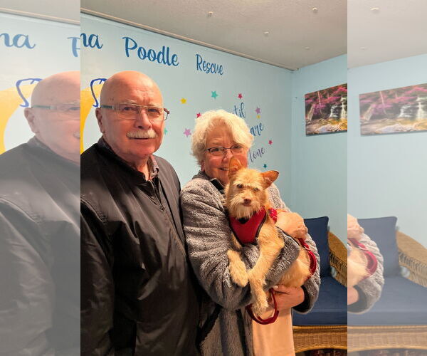 Medium Photo #1 Chiranian Puppy For Sale in Pacolet, SC, USA