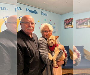 Chiranian Dogs for adoption in Pacolet, SC, USA