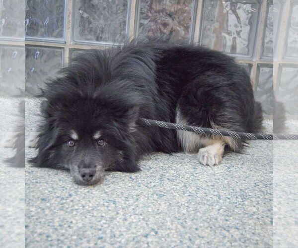 Medium Photo #3 Pomsky Puppy For Sale in Huntley, IL, USA
