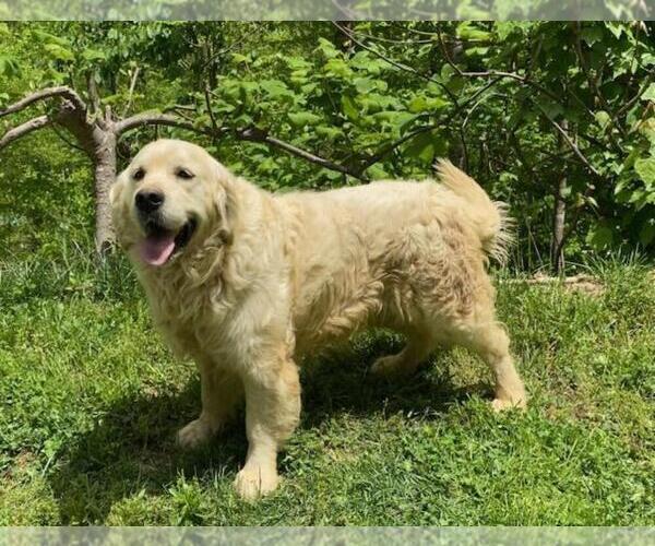 Medium Photo #1 Golden Retriever Puppy For Sale in WEAVERVILLE, NC, USA