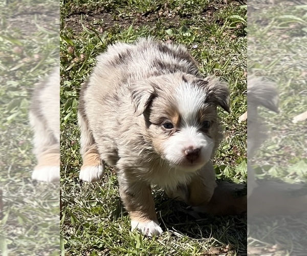 Medium Photo #7 Miniature Australian Shepherd Puppy For Sale in ARDMORE, OK, USA