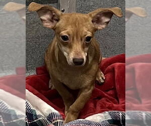 Chihuahua-Unknown Mix Dogs for adoption in San Antonio, TX, USA