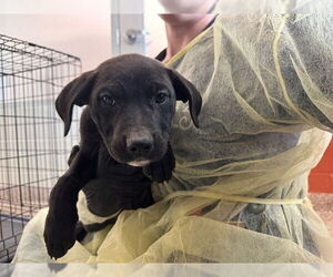 German Shepherd Dog-Unknown Mix Dogs for adoption in Pueblo, CO, USA