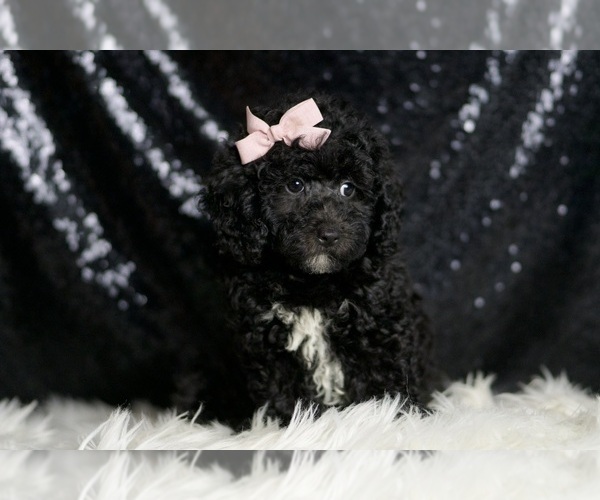 Medium Photo #5 Poodle (Miniature) Puppy For Sale in WARSAW, IN, USA