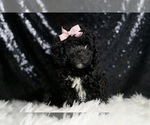 Small #4 Poodle (Miniature)