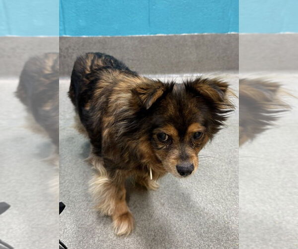 Medium Photo #3 Mutt Puppy For Sale in Greenbelt, MD, USA