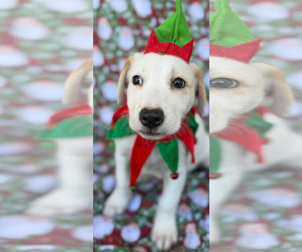 Medium Photo #3 Labrador Retriever-Unknown Mix Puppy For Sale in NYC, NY, USA