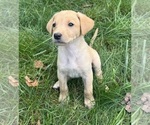 Puppy Goldie Labrador Retriever
