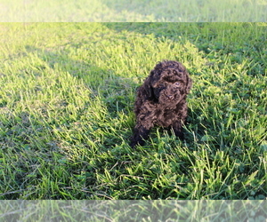 Poodle (Toy) Puppy for sale in EVART, MI, USA