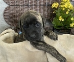 Small Photo #5 Mastiff Puppy For Sale in BRUCETON MILLS, WV, USA