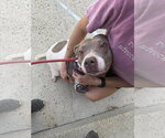 Small Photo #2 American Staffordshire Terrier-Unknown Mix Puppy For Sale in Jackson, MS, USA