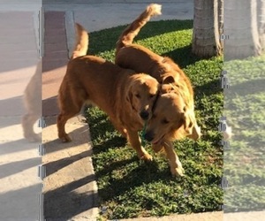 Mother of the Golden Retriever puppies born on 01/10/2024