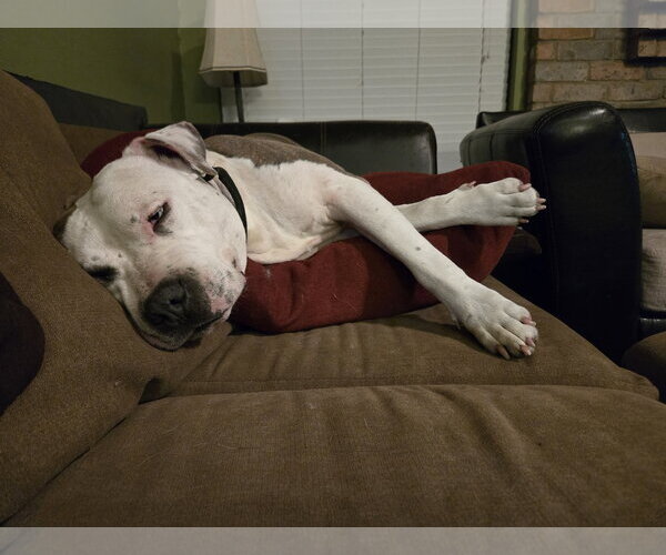 Medium Photo #25 Staffordshire Bull Terrier-Unknown Mix Puppy For Sale in The Woodlands, TX, USA