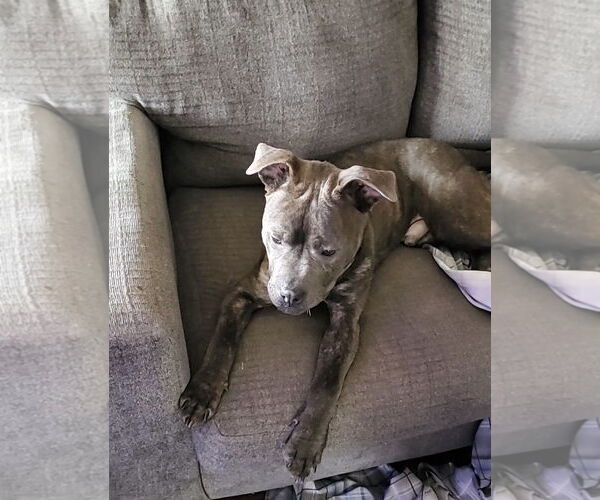 Medium Photo #20 American Pit Bull Terrier-Unknown Mix Puppy For Sale in Germantown, OH, USA